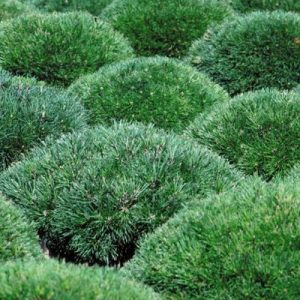 Dwarf Mountain 'Mugo' Pine