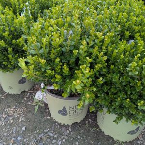 NewGen Freedom Boxwood