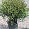 Conifer shrub in a green pot on gravel, dense needle-like foliage with a yellow-green tint at the tips