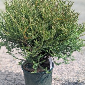 Conifer shrub in a green pot on gravel, dense needle-like foliage with a yellow-green tint at the tips