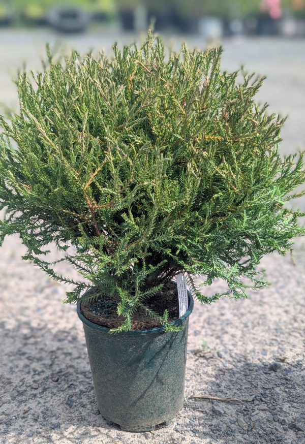 Conifer shrub in a green pot on gravel, dense needle-like foliage with a yellow-green tint at the tips
