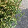 Close-up of dense juniper branches with small needle-like leaves.