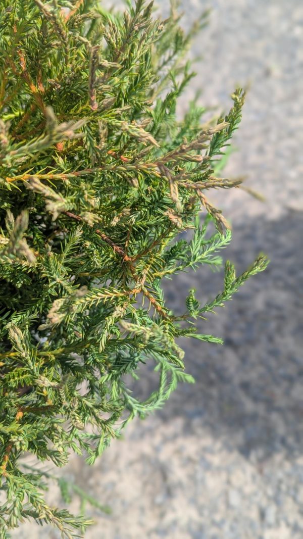 Close-up of dense juniper branches with small needle-like leaves.