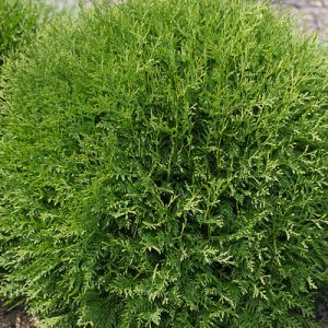 First Editions Planet Earth Arborvitae