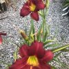 Dark red daylily with a bright yellow center blooming among green leaves on a gravel ground.