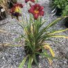Red daylily flowers with yellow centers surrounded by long green strappy leaves in a gravel garden bed.