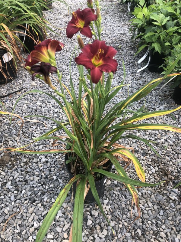 Red daylily flowers with yellow centers surrounded by long green strappy leaves in a gravel garden bed.