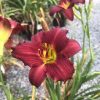 Close-up of a burgundy daylily with a yellow throat and prominent stamens.