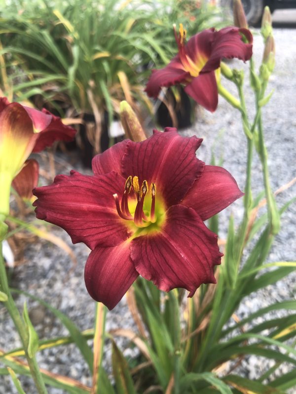 Close-up of a burgundy daylily with a yellow throat and prominent stamens.