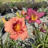 Close-up of coral-orange daylilies with yellow throats in a gravel garden nursery setting in the foreground, background plants blurred.