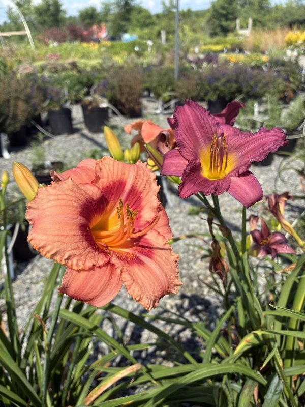 Close-up of coral-orange daylilies with yellow throats in a gravel garden nursery setting in the foreground, background plants blurred.