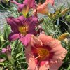 Close-up of purple-pink and peach daylilies in bloom with yellow centers in a garden bed.