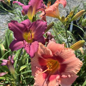 Close-up of purple-pink and peach daylilies in bloom with yellow centers in a garden bed.