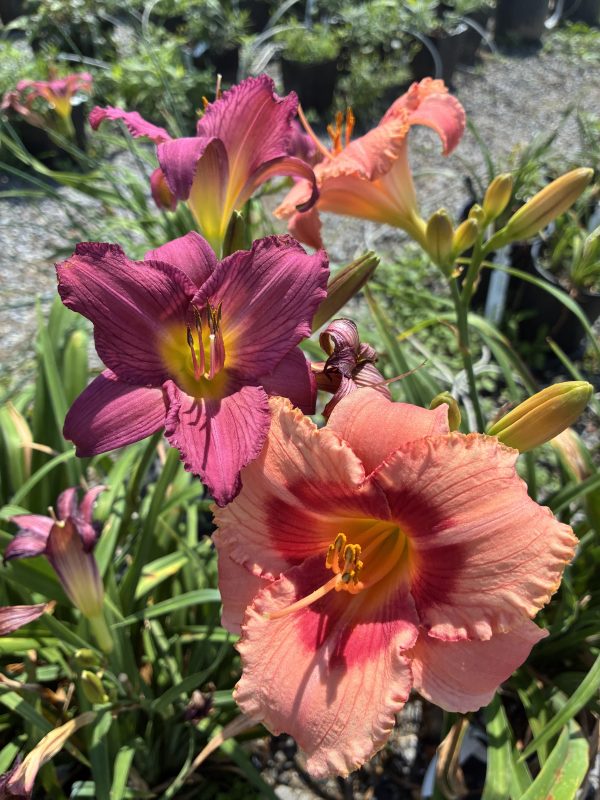 Close-up of purple-pink and peach daylilies in bloom with yellow centers in a garden bed.
