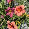 Pink-orange daylily blossoms with yellow throats among green strap-like leaves in a gravel garden.
