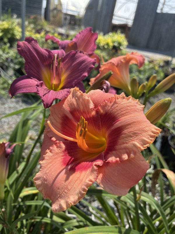 Close-up of peach and mauve daylily blossoms with ruffled petals and yellow throats in a sunny garden setting.