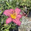 Close-up of a pink daylily with a yellow throat and orange anthers, in a garden setting, green leaves in the background.