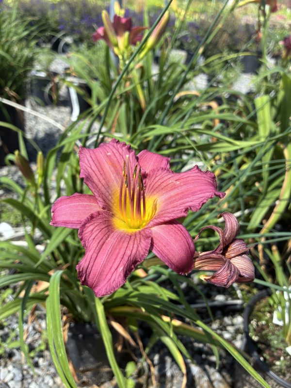 Close-up of a pink daylily with a bright yellow throat and orange stamens amid long green leaves and gravel ground behind.