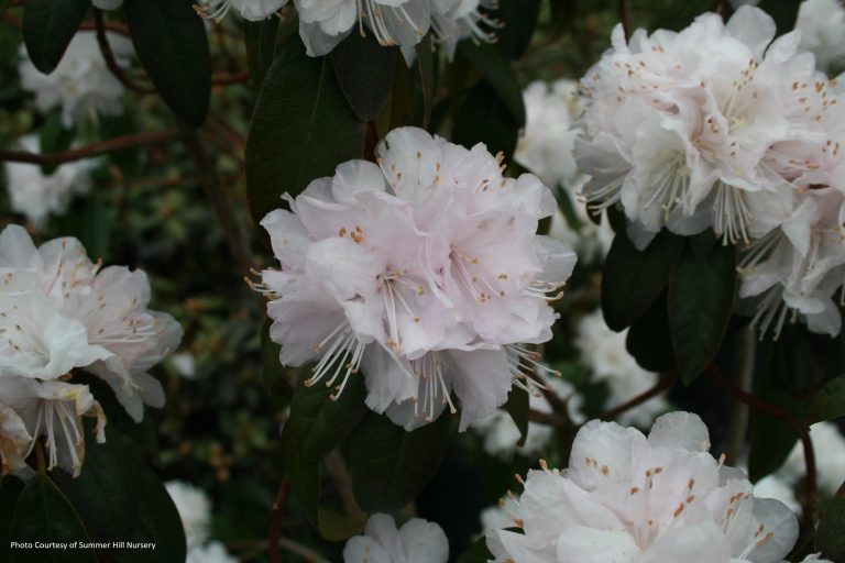 Rhododendron Yukon