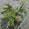 Young evergreen conifer shrub (likely juniper) in gravel, with a green hose nearby.
