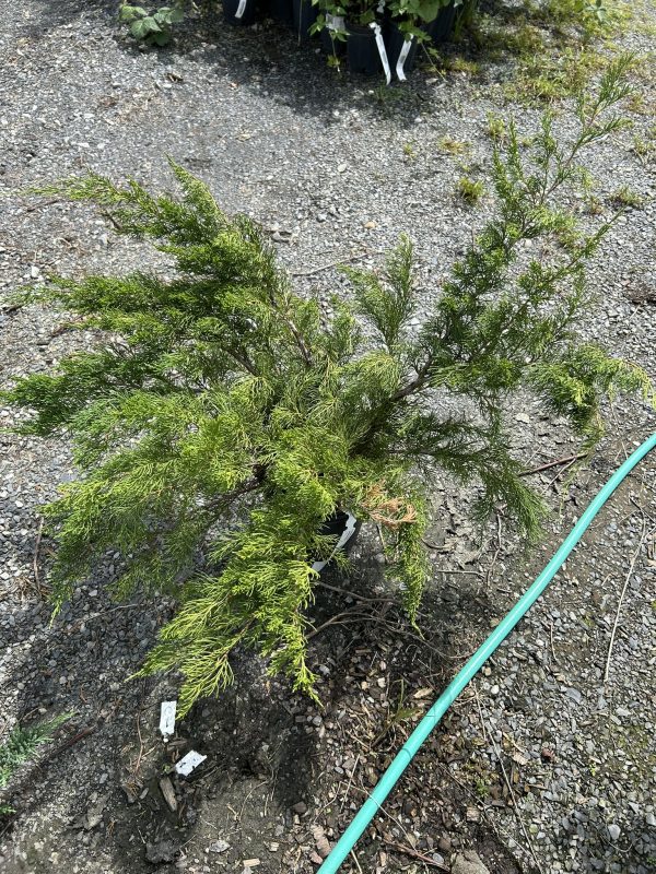 Young evergreen conifer shrub (likely juniper) in gravel, with a green hose nearby.