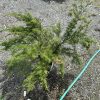 Young evergreen conifer shrub in a pot on gravel, with a green hose nearby.