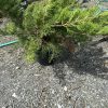 Potted evergreen conifer with needle-like foliage on a gravel surface, garden center in the background.