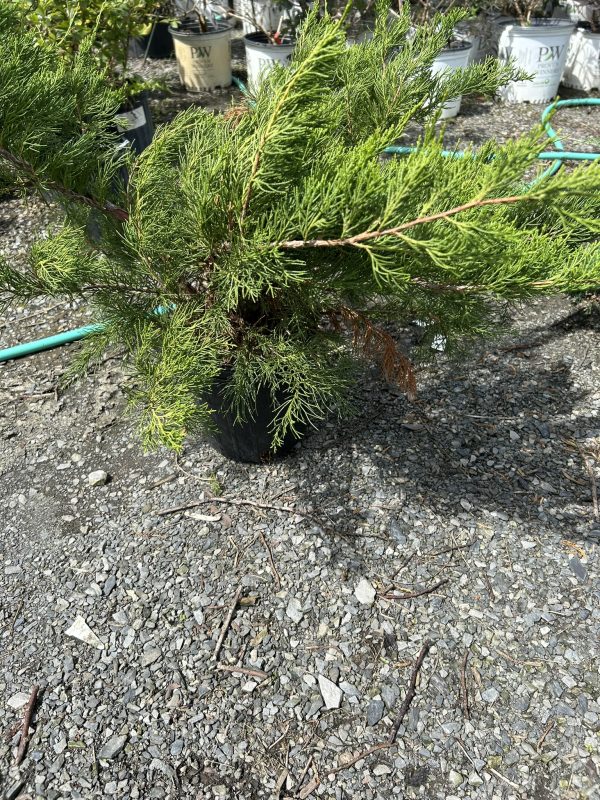 Potted evergreen conifer with needle-like foliage on a gravel surface, garden center in the background.