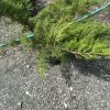 Small evergreen conifer with fine bright-green needles on a gravel surface, a green hose in the background.