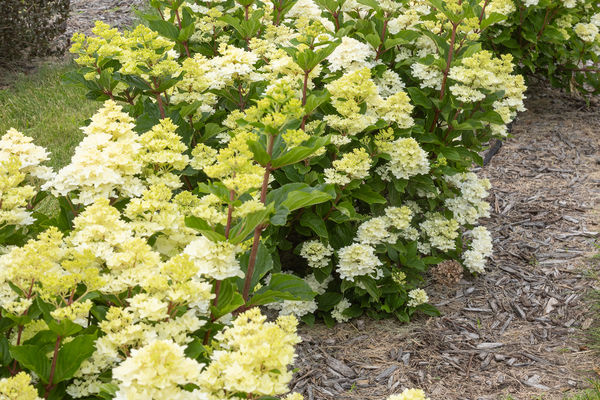 First Editions Spring Sizzle Panicle Hydrangea - Grasshopper Gardens