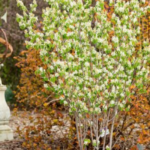 First Editions Standing Ovation Serviceberry