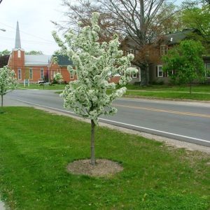 Sugartyme Crabapple