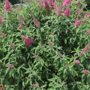 First Editions Trippy Pink Butterfly Bush