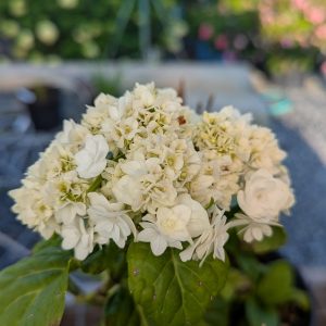 Hydrangea Big Leaf Wedding Gown