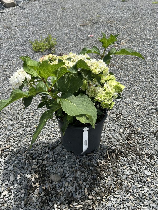 Potted hydrangea plant with pale green and white blossoms on a gravel surface.