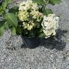 Potted hydrangea with white and pale green flower clusters and large green leaves on a gravel surface.