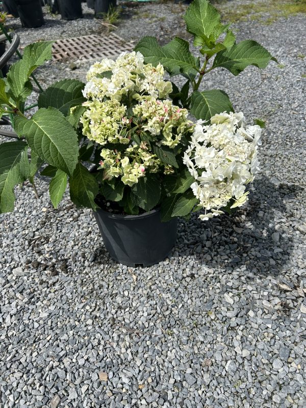 Potted hydrangea with white and pale green flower clusters and large green leaves on a gravel surface.