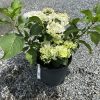 Potted hydrangea with pale green–cream blossoms and large serrated leaves on a gravel surface
