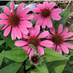 Panama Rose Coneflower