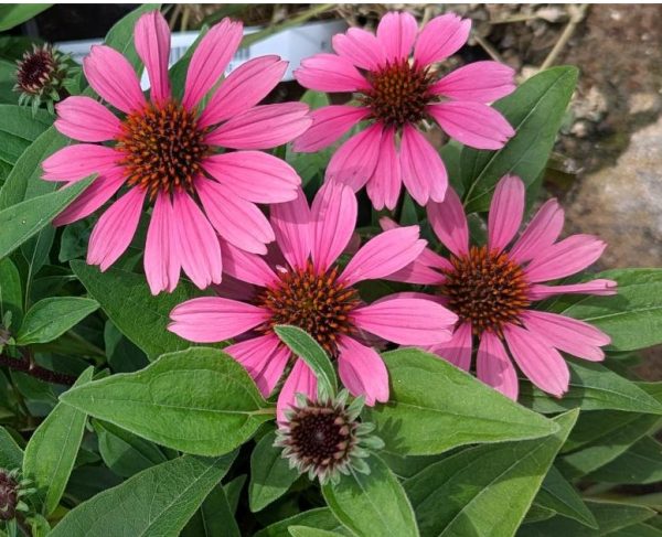 panama rose coneflower 5 1