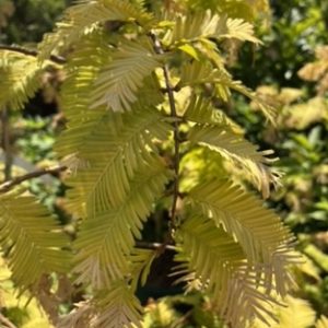Young tree with yellow-tinged, feathery pinnate leaves in a sunny garden.