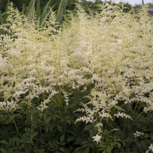 Bridal Veil Astilbe