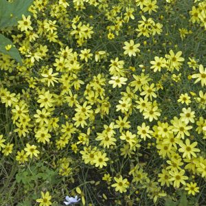 Moonbeam Coreopsis