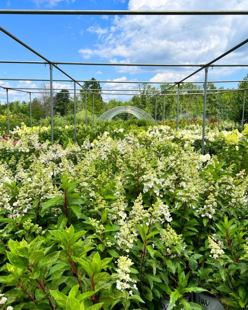 Need a last minute Mother's Day gift? We grow a large assortment of healthy flowers and plants in our nursery. Whether you need seasonal flowers or flower beds, Grasshopper Gardens can take care of all your seasonal planting requirements. 

From designing attractive flower bed arrangements, to installation and maintenance of your floral garden, we can make your Mom's yard the envy of the neighborhood! 

📞 518.500.4132
or email us at
📧 info@nicelawns.com

https://www.grasshoppergardens.com/landscape-services/

#LandscapeDesign #UpstateNY #OutdoorLiving #GrasshopperGardens 
 #nursery #floraldesign