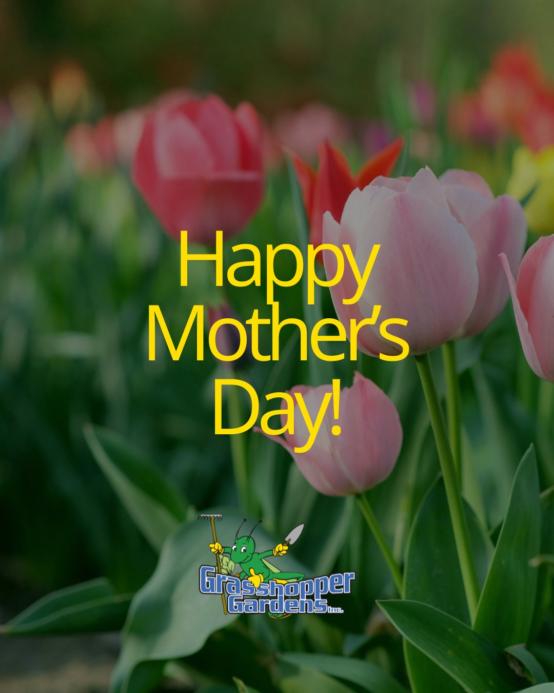 To the moms of grasshoppers & all the moms everywhere, we are thankful for you. HAPPY MOTHER'S DAY!