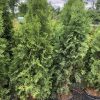 Potted evergreen conifers in a nursery row, dense green foliage and plastic containers visible under a cloudy sky