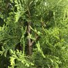 Close-up of bright green evergreen branches with dense needle-like foliage.