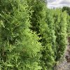 Row of dense evergreen shrubs with bright green, fern-like foliage along a gravel path outside a nursery center.