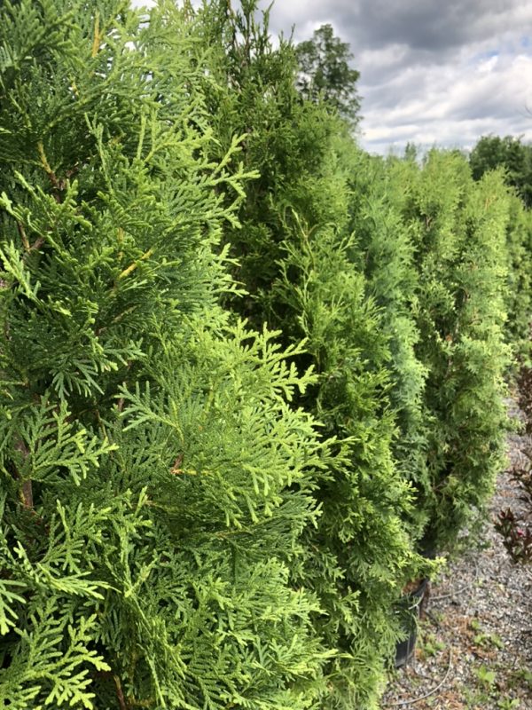 Row of dense evergreen shrubs with bright green, fern-like foliage along a gravel path outside a nursery center.