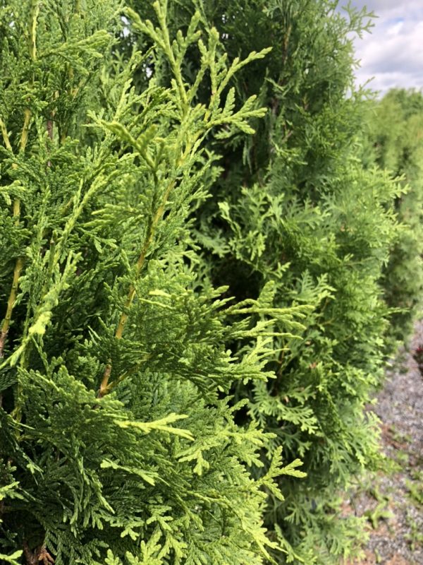 Close-up of a dense evergreen conifer hedge with finely textured, lacy green foliage outdoors.